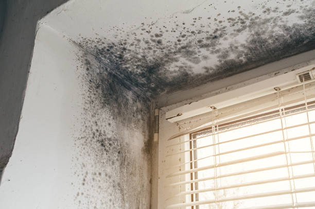 Affordable Mold Cleanup solutions in Marlton, MD